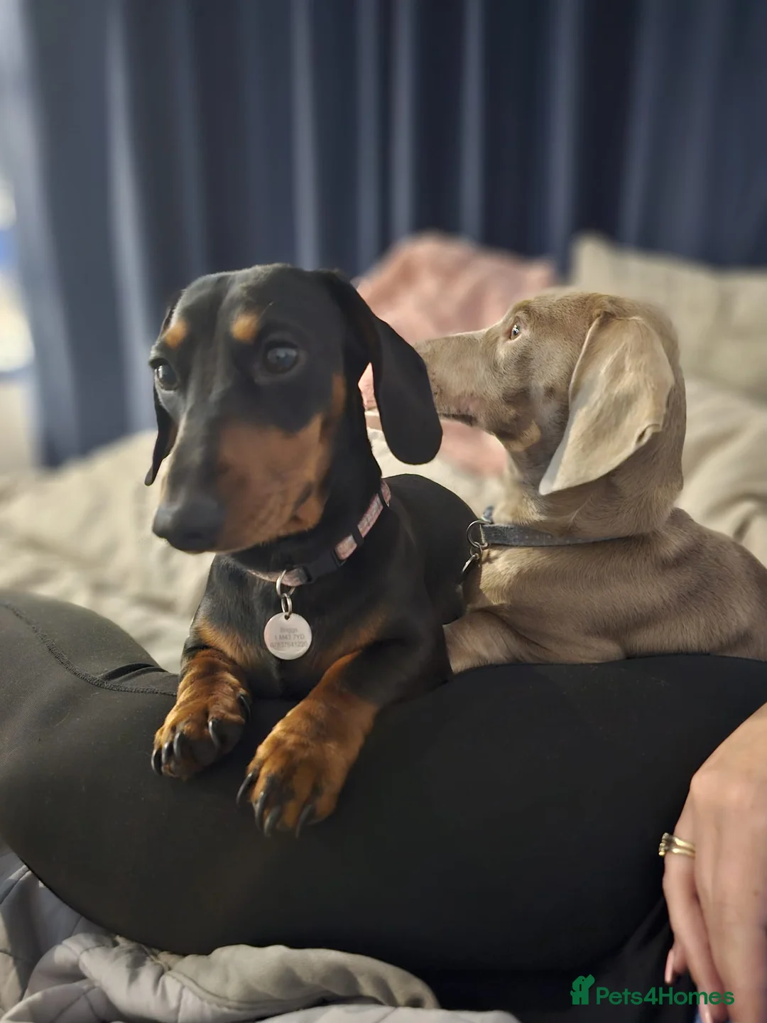 Miniature Dachshund dogs for sale:  Miniature Dachshund boys  - Advert 3