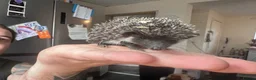 Pygmy Hedgehog rodents for sale: 8 week old pygmy Hedgehogs - Advert 8