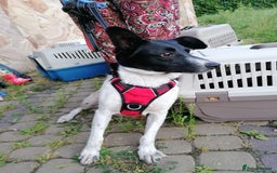 Mixed Breed dogs for adoption: ❤️JAVY- gentle angel,loving soul waiting so long❤️ - Image 15