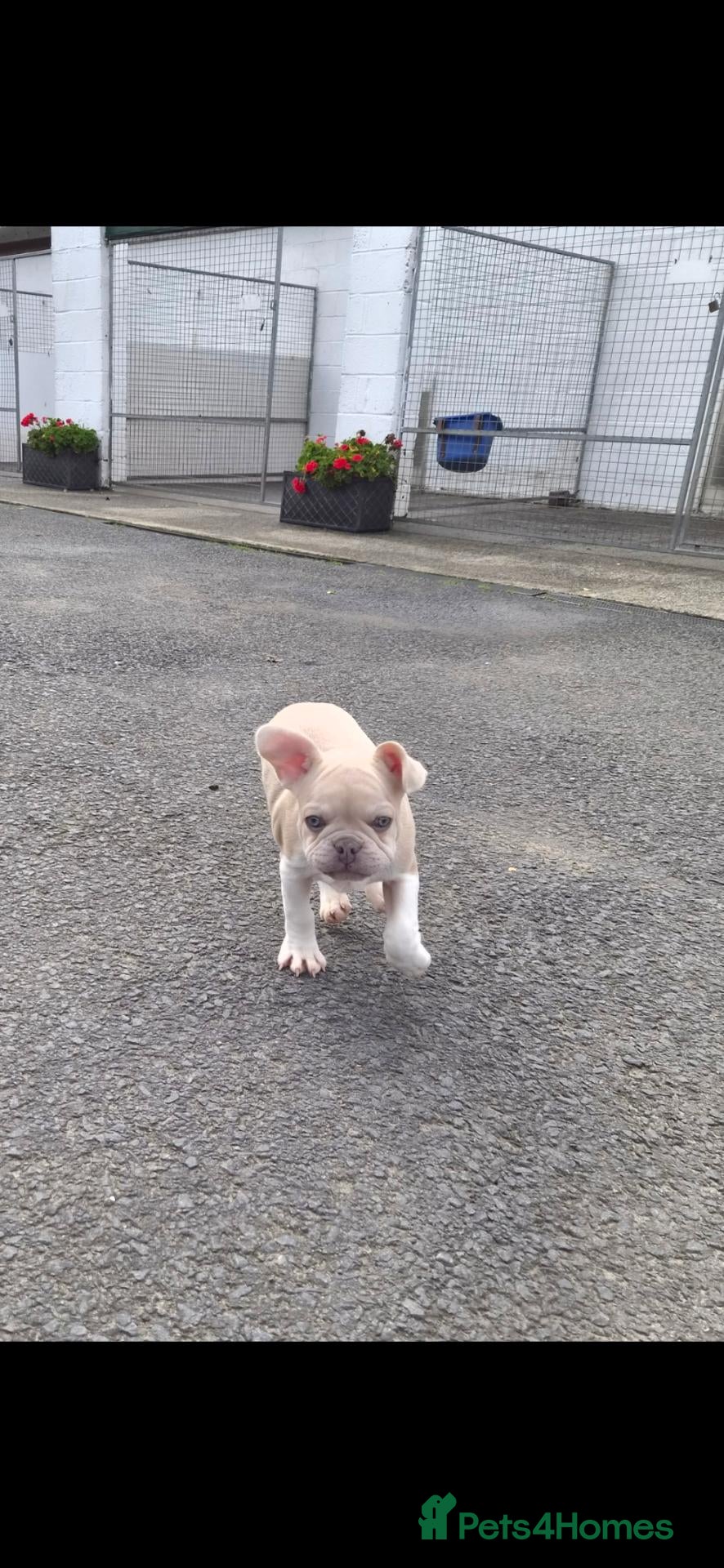 French Bulldog dogs French Bulldog KC Puppies - Advert 2
