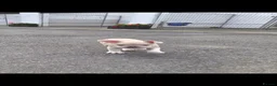 French Bulldog dogs for sale: French Bulldog KC Puppies - Advert 5