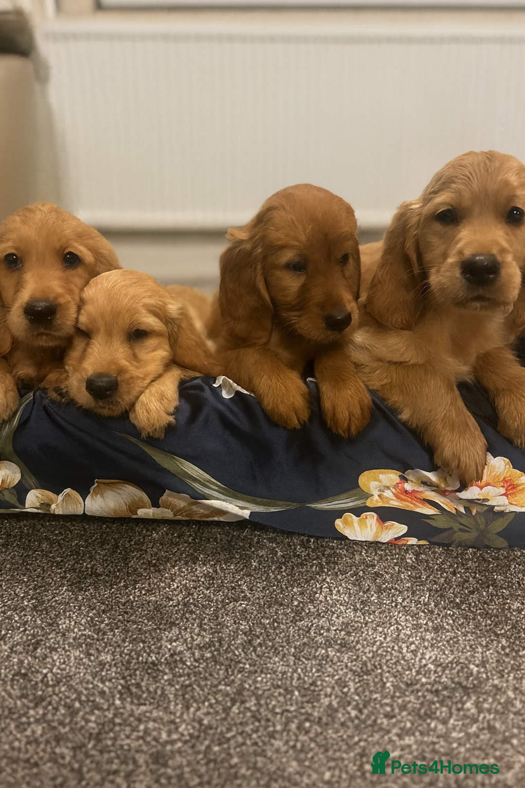Mixed Breed dogs for sale: Golden retriever x Irish red setter pups 🐶  - Advert 1