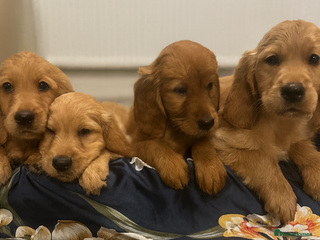 Mixed Breed dogs Golden retriever x Irish red setter pups 🐶 - Advert 4
