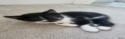 Mixed Breed cats for sale: 2 new born kittens in Enfield - Advert 14