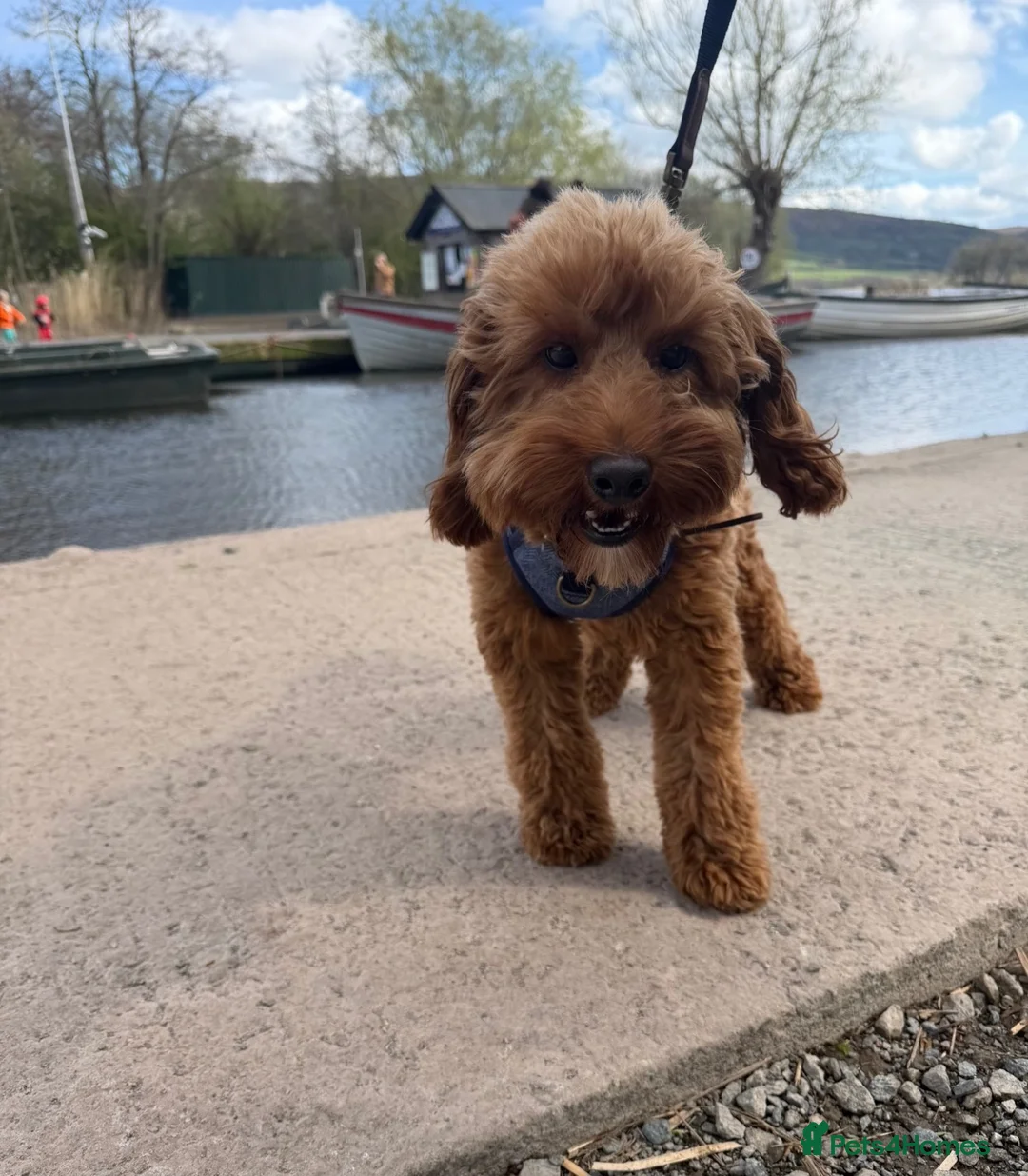 Cockapoo dogs for stud: Proven cockapoo for stud - Advert 3