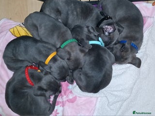 Mixed Breed dogs 6 little cuties 😍 - Advert 5