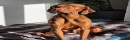 Hungarian Vizsla dogs for sale: Rupert  in Preston - Advert 2