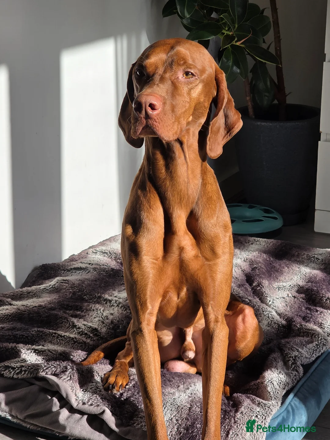 Hungarian Vizsla dogs for sale: Rupert  in Preston - Advert 2