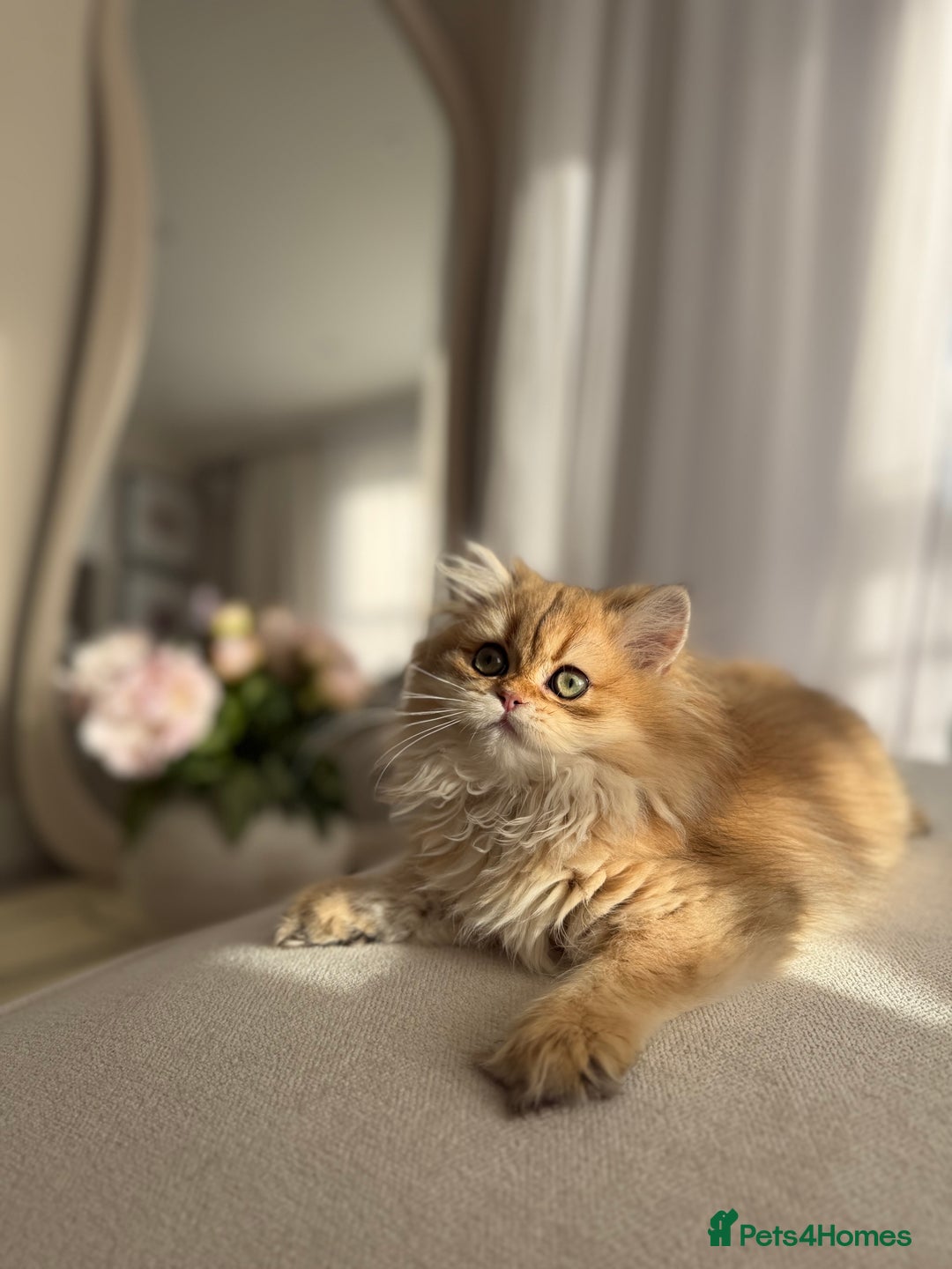 British Shorthair cats for sale: Golden British Longhair kitten  - Advert 22