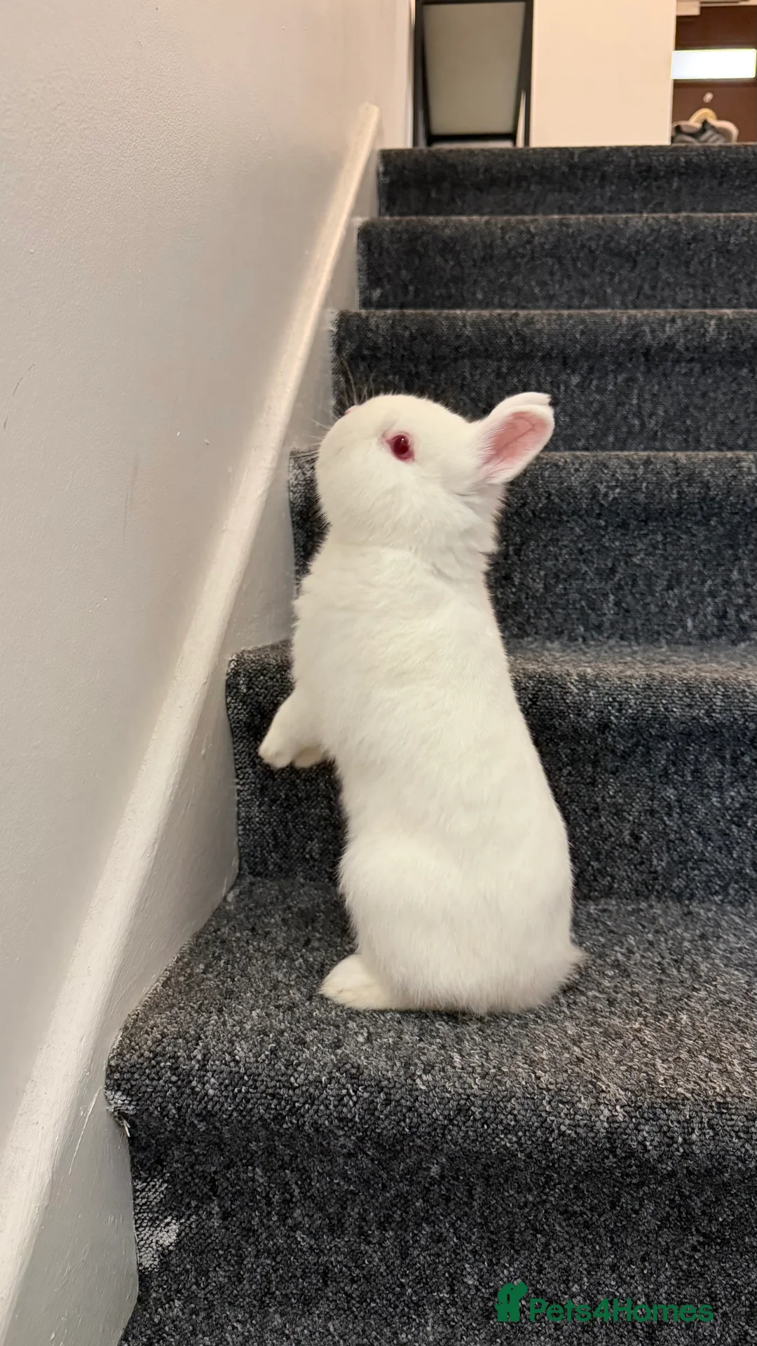Dwarf Hotot rabbits for sale: Rabbit needs rehoming  - Advert 2