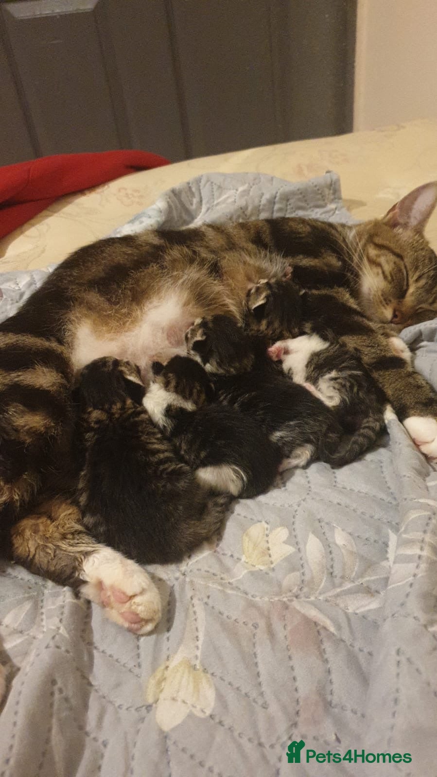 Mixed Breed cats Stunning tabby kittens - Advert 2