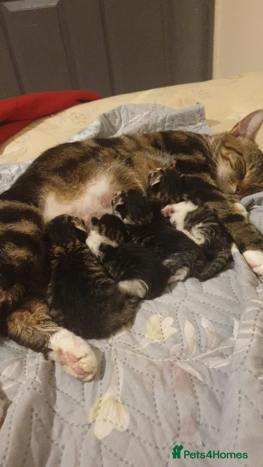 Mixed Breed cats for sale: Stunning tabby kittens - Advert 1