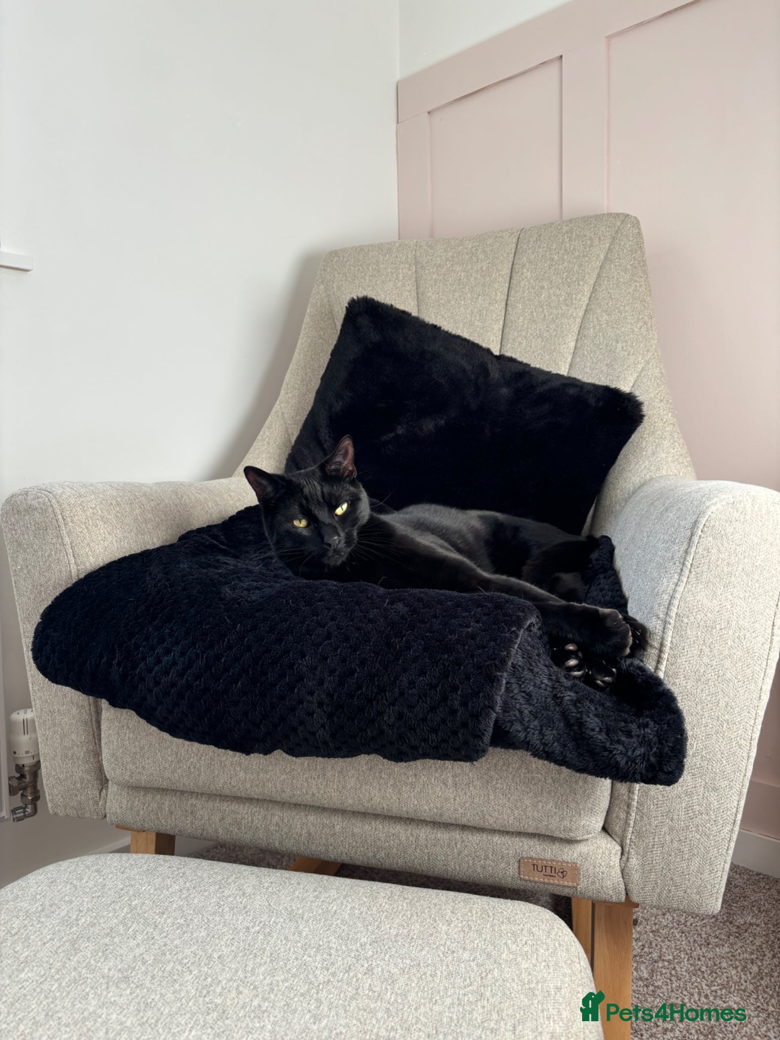 Domestic Shorthair cats  🐾 Meet Lenny – The Sweetest Little Shadow - Advert 1