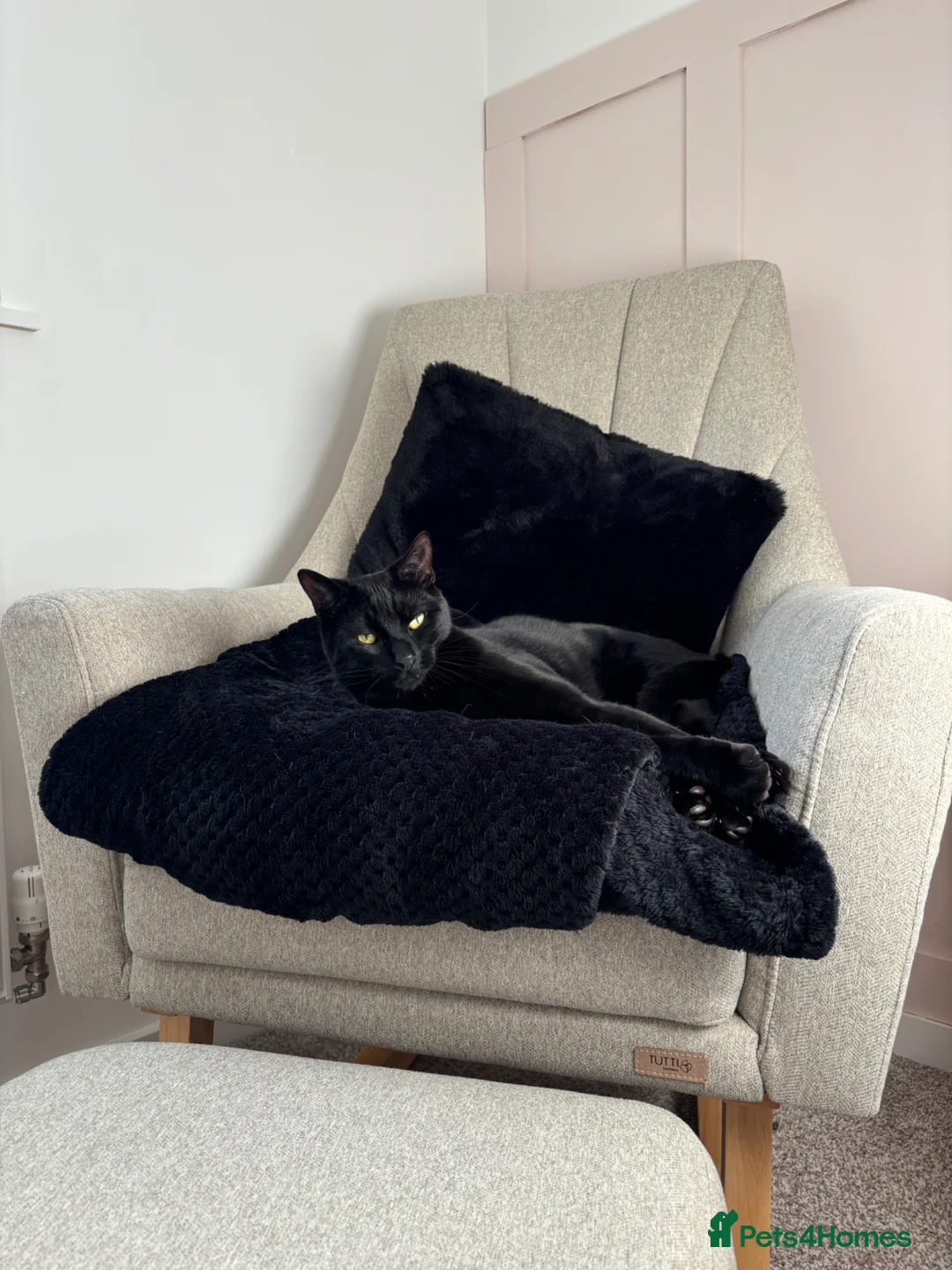 Domestic Shorthair cats for sale:  🐾 Meet Lenny – The Sweetest Little Shadow - Advert 1
