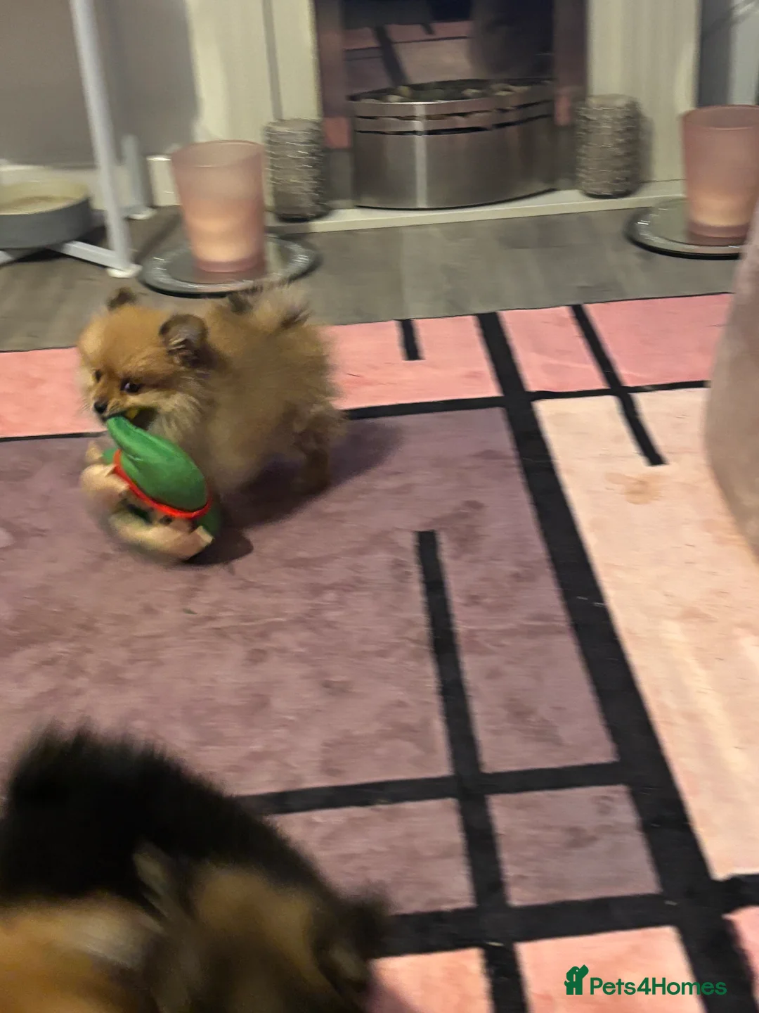 Pomeranian dogs for sale: Pomeranian puppies - Advert 12