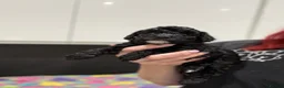 Toy Poodle dogs for sale: Toy Poodle boys KC Registered Parents - Advert 16