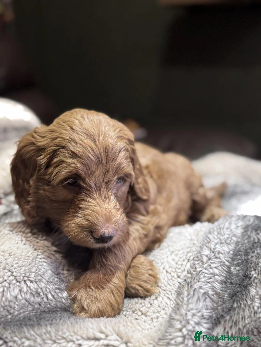 Cockapoo dogs for sale: Beautiful Cockapoo Puppies — 2 Boys, 2 Girls in Hereford - Advert 5