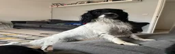 Mixed Breed dogs for sale: Male neutered Sprockerpoo  - Advert 10