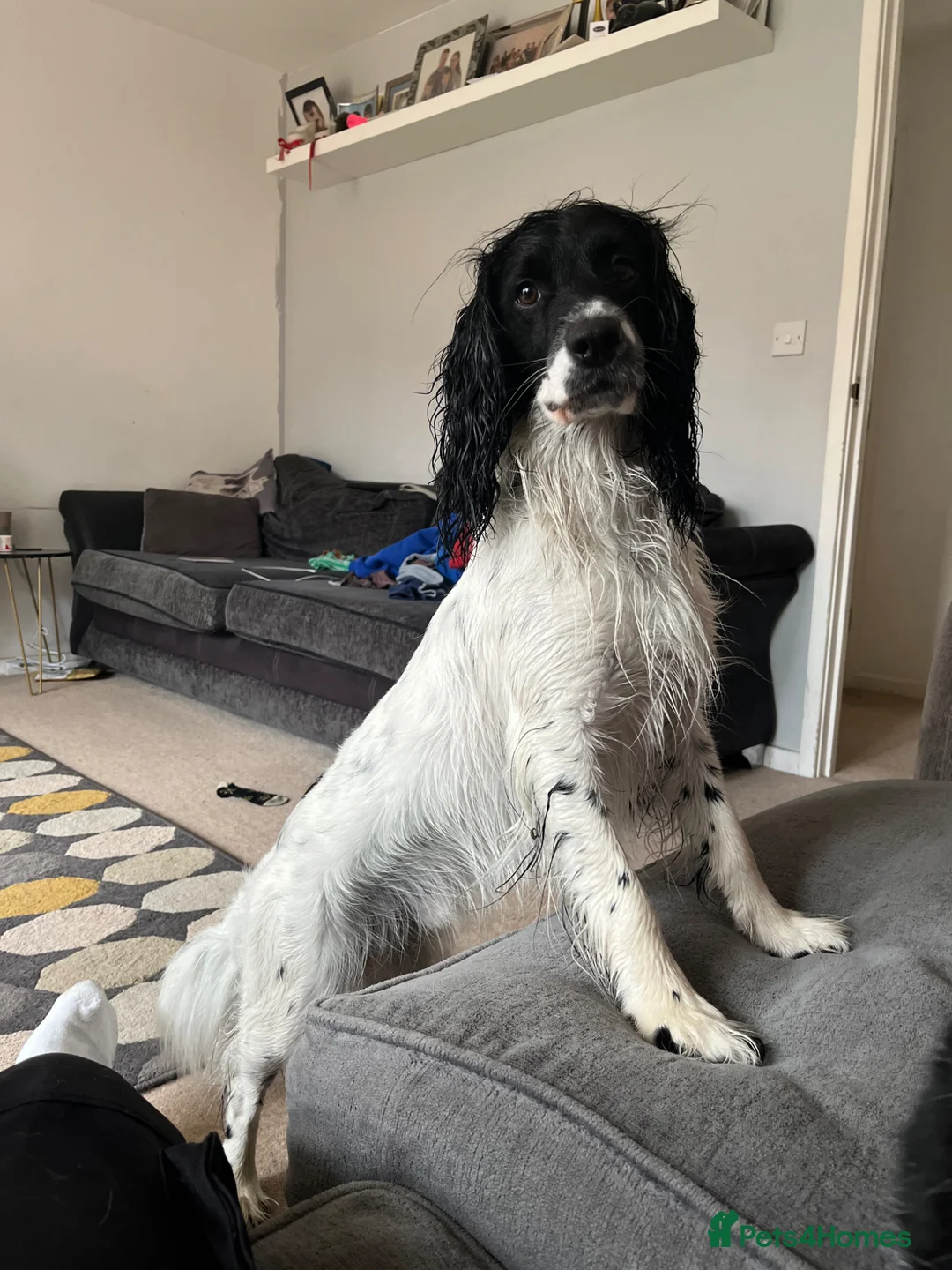 Mixed Breed dogs for sale: Male neutered Sprockerpoo  - Advert 10