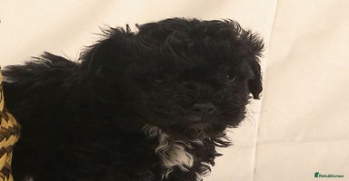 Yorkiepoo dogs - Advert 6