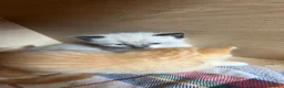 Mixed Breed cats for sale: 2 beautiful ginger boys left  - Advert 3