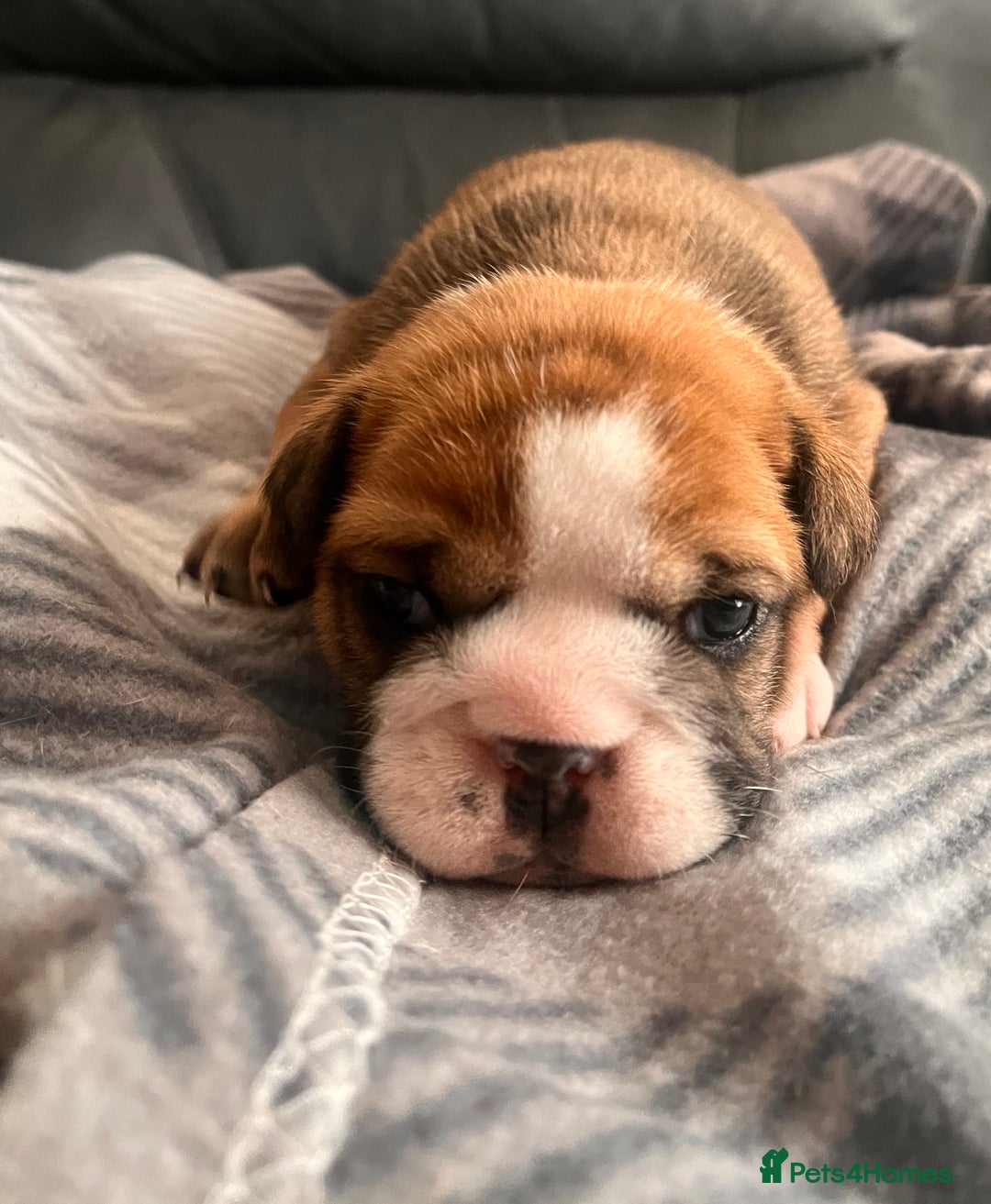English Bulldog dogs for sale: Kc reg English bulldog puppies 🏴󠁧󠁢󠁥󠁮󠁧󠁿 - Image 18