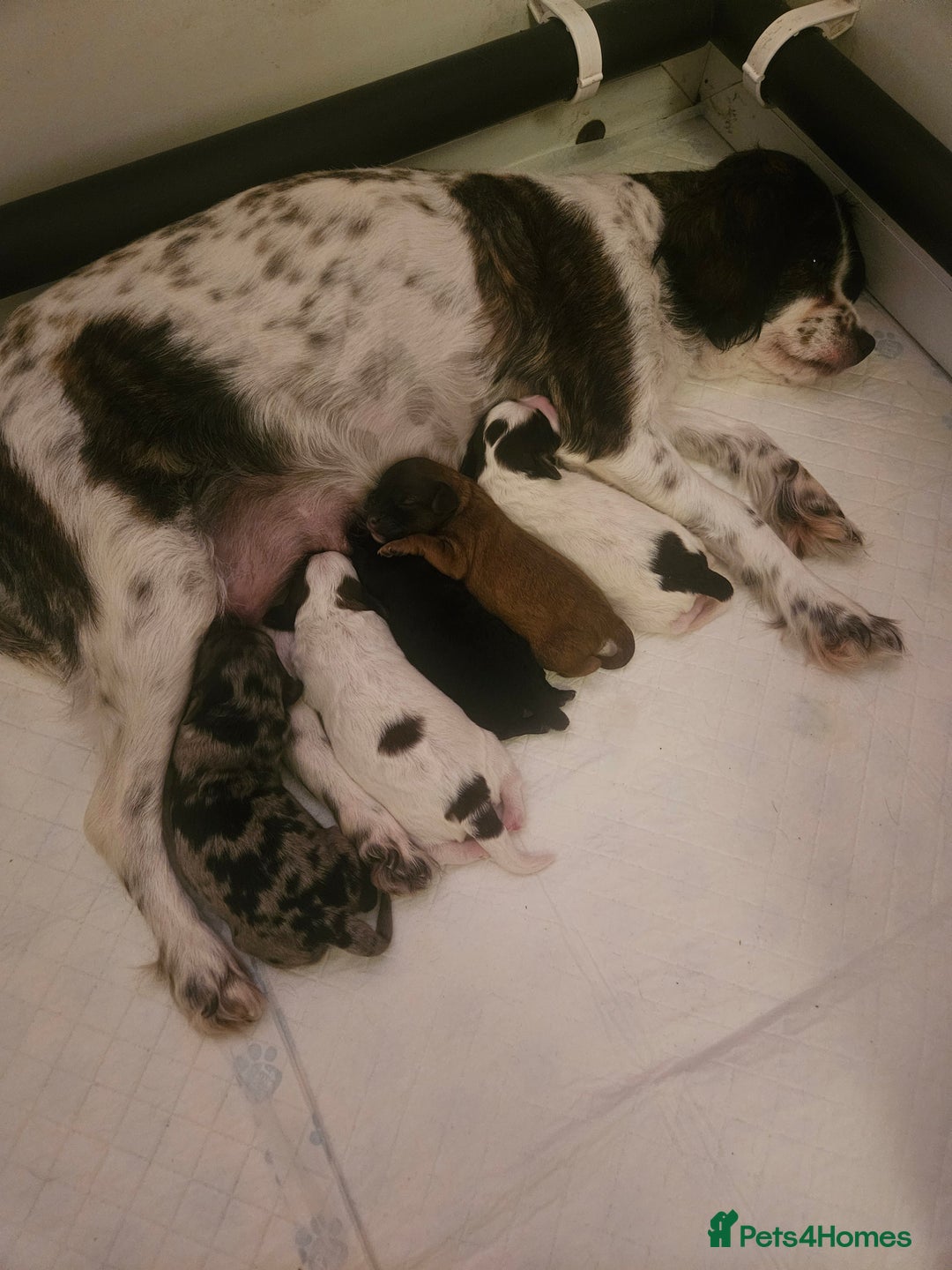 Cavapoo dogs for sale: Extensively DNA/Health Tested F1B Cavapoo puppies  - Image 2