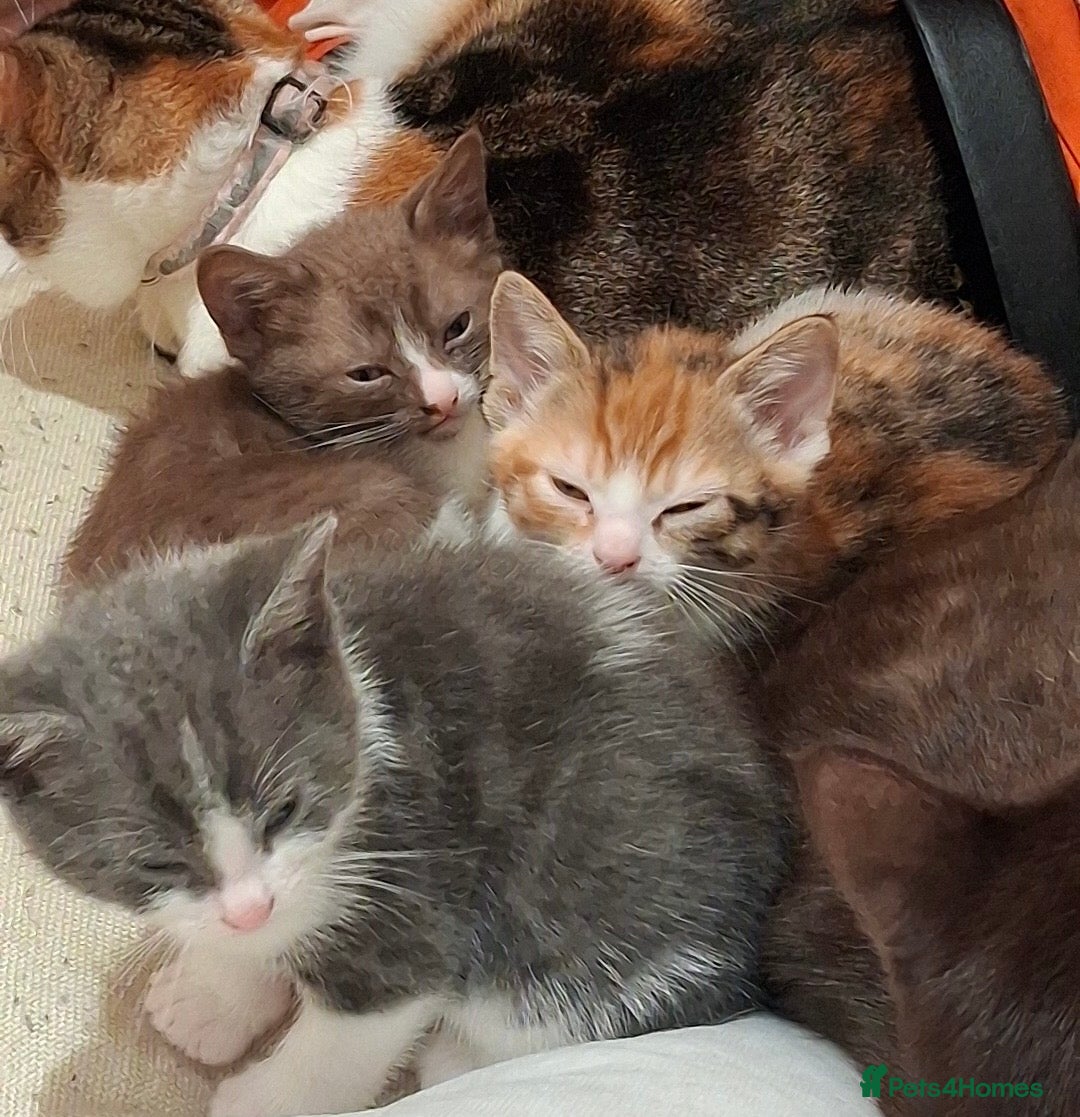 British Shorthair cats for sale: Exceptional kittens, unusual markings - Advert 12