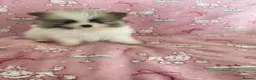 Pomeranian dogs for sale: KC reg Beautiful Teddy bear Pomeranian girls - Advert 12