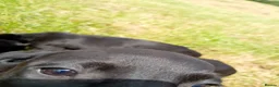 Mixed Breed dogs for sale: Beautiful litter of cockels  in Thirsk - Advert 17