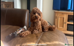 Toy Poodle dogs for stud: Kc health tested fox red Toy poodle for stud  - Image 2
