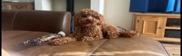 Toy Poodle dogs for stud: Kc health tested fox red Toy poodle for stud  - Advert 3