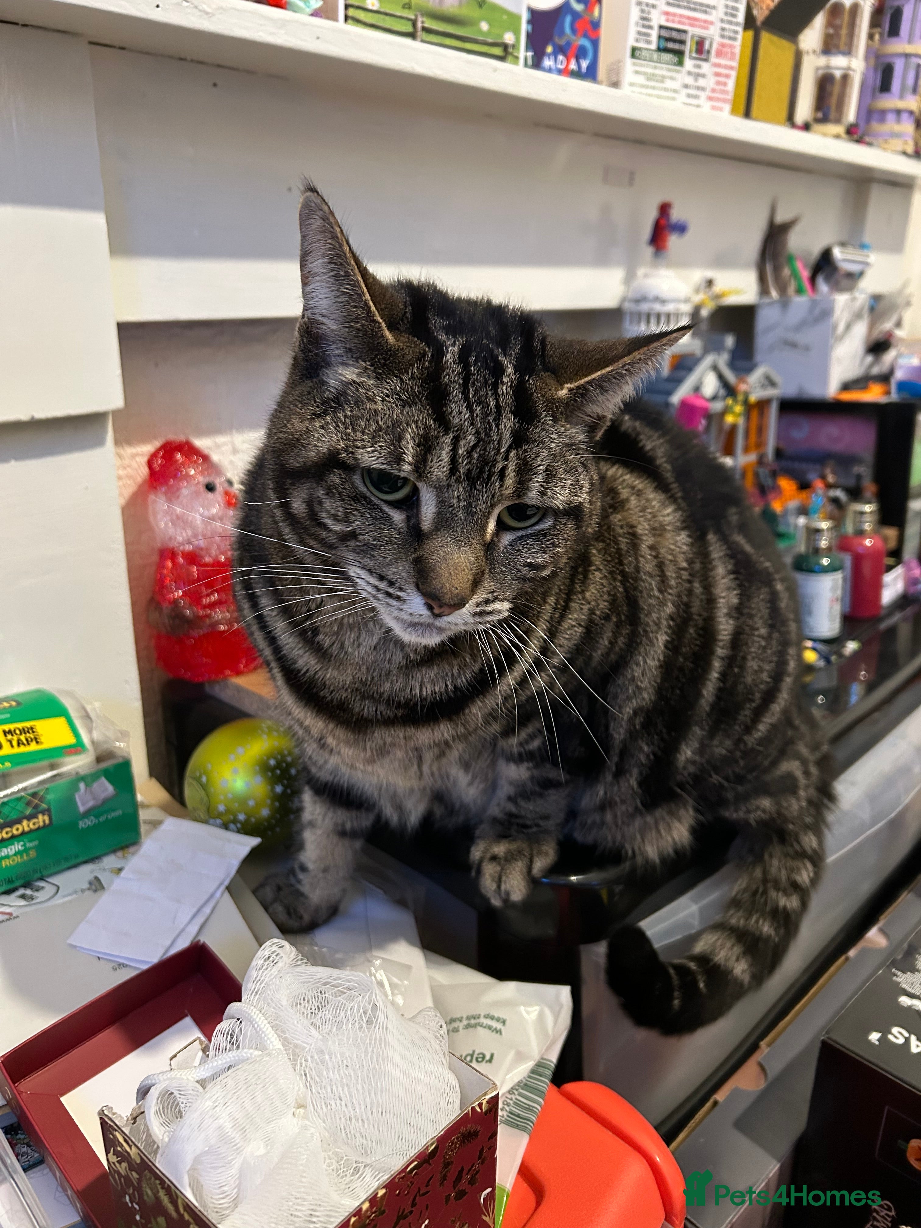 Mixed Breed cats 7 year old tabby female - Advert 2