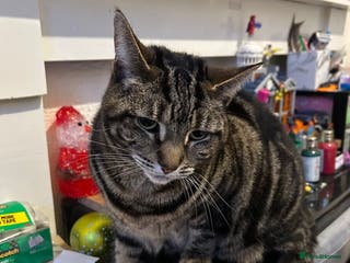 Mixed Breed cats 7 year old tabby female - Advert 2