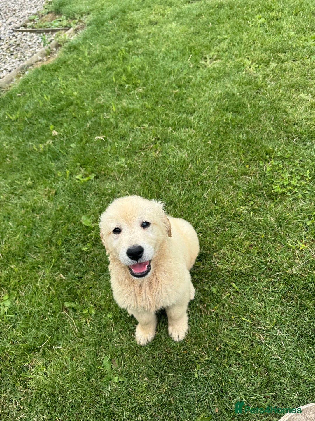 Golden Retriever dogs for sale: Healthy well socialised calm KC puppies - Image 18