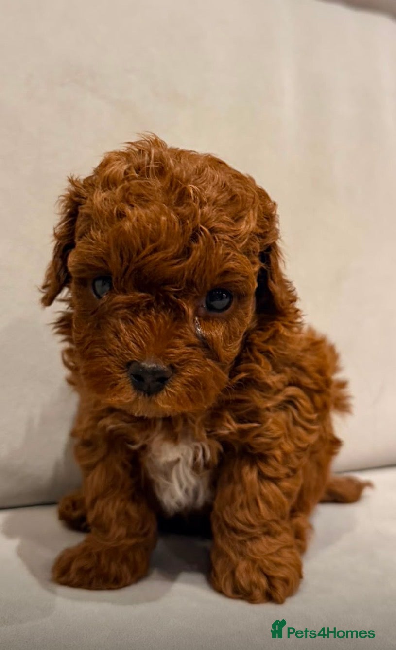 Maltipoo dogs Smallest choc maltipoo boy  (read description) - Advert 1