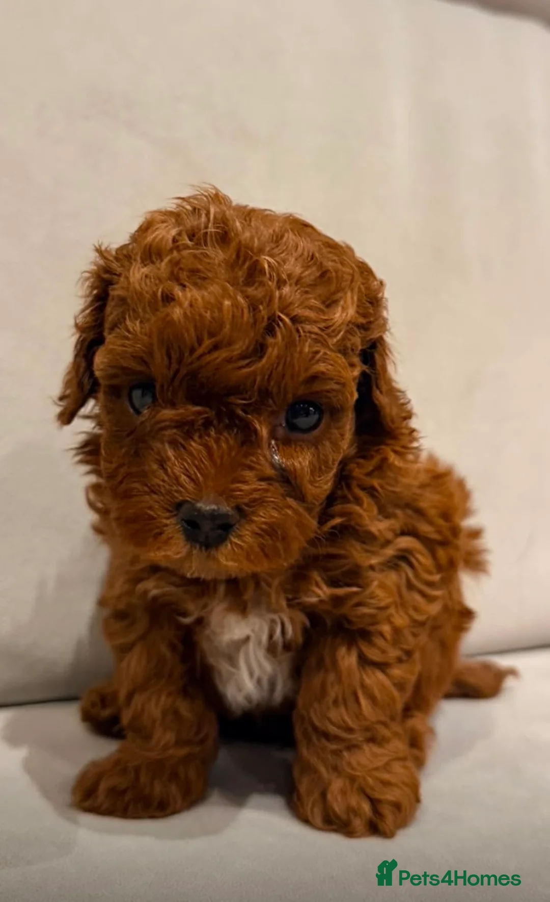 Maltipoo dogs for sale: Smallest choc maltipoo boy  (read description) - Advert 1