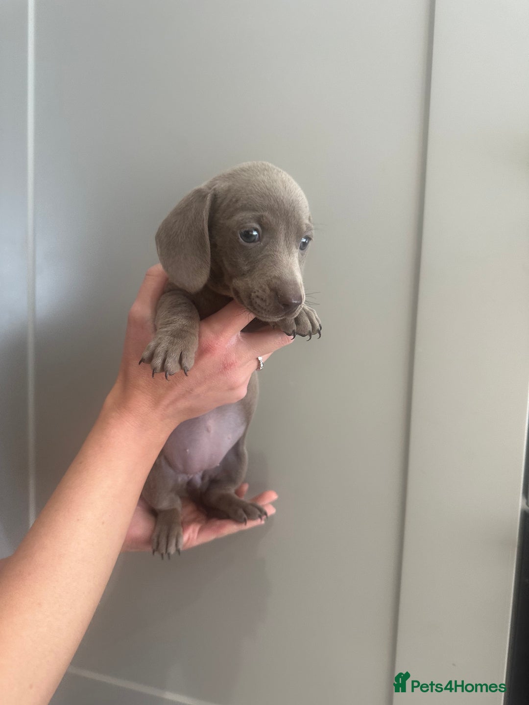 Miniature Dachshund dogs for sale: Miniature dachshunds  - Image 14