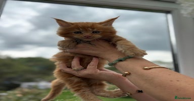 Maine Coon cats - Advert 8