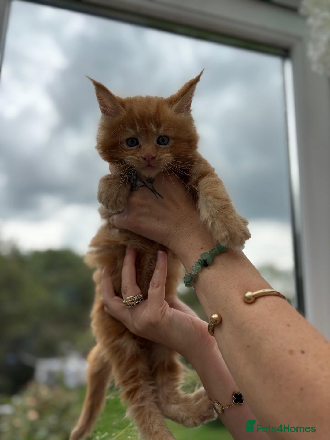 Maine Coon cats for sale: Registered Maine coon kittens  - Image 3