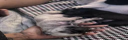 Pug dogs for sale: Pugs  - Advert 7
