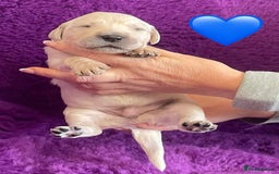 Golden Retriever dogs for sale: KC Reg Cream Boys from health tested parents.  - Image 15