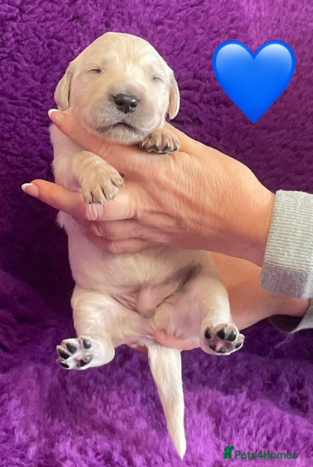 Golden Retriever dogs for sale: KC Reg Cream Boys from health tested parents.  - Image 15