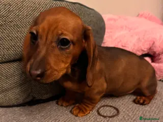 Dachshund dogs SABLE CREAM LONG HAIRED DACHSHUND PUPPIES - Advert 11
