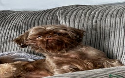 Shih Tzu dogs for stud: Davey Pure Bred Imperial Shih Tzu - Image 4