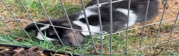 Mixed Breed rabbits for sale: Two female lop bunnies  in Redditch - Advert 3