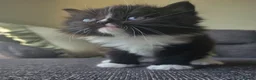 Mixed Breed cats for sale: Adorable long haired girls looking for 5* homes - Advert 7