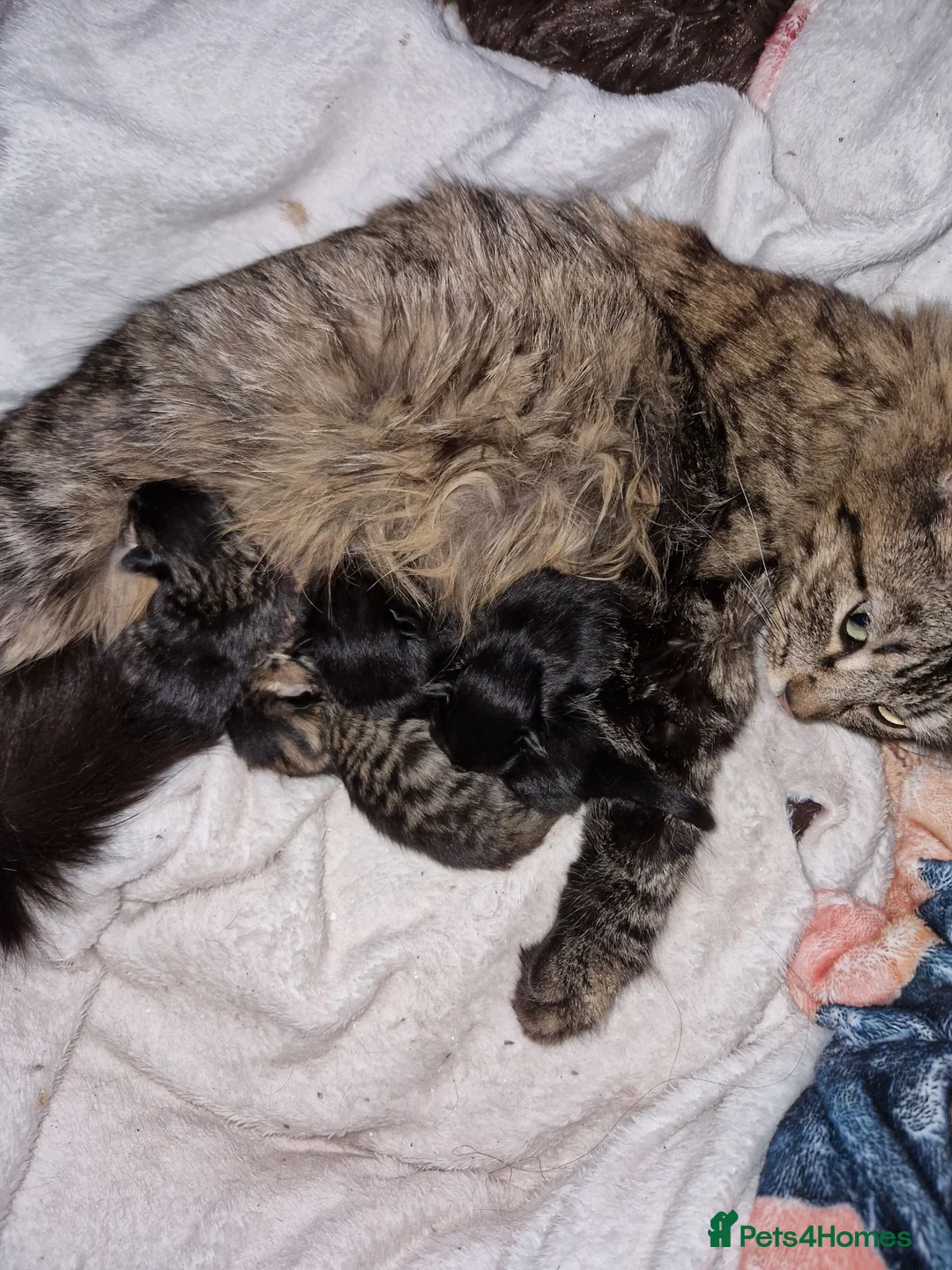 Mixed Breed cats for sale: Kittens - Advert 13