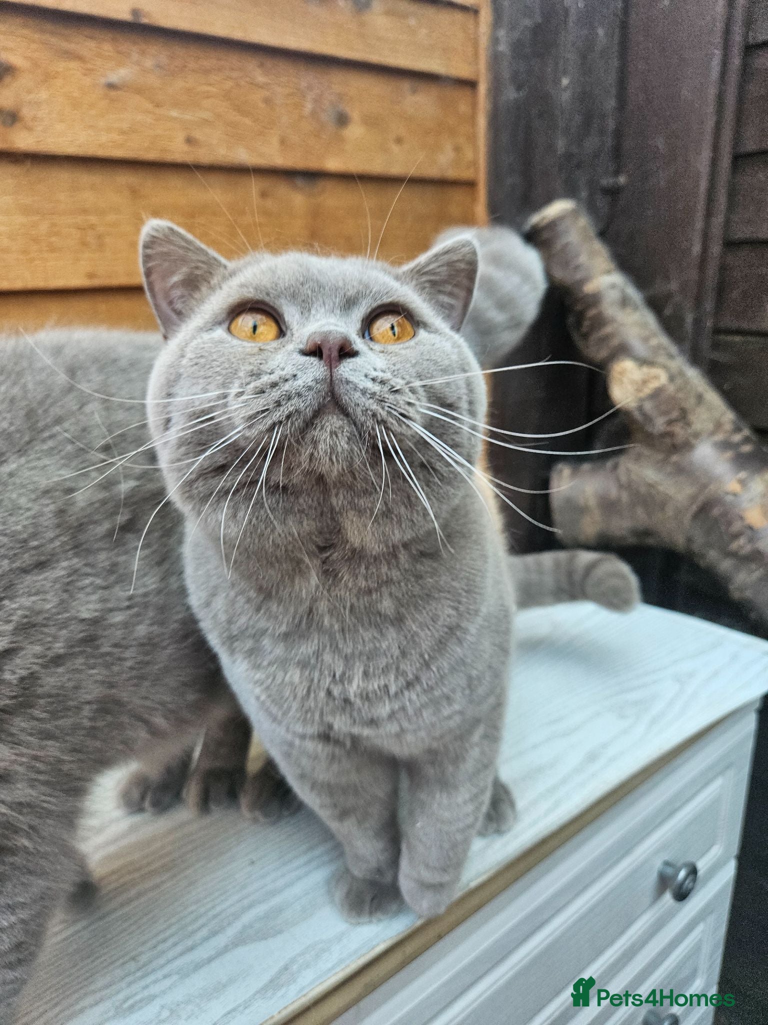British Shorthair cats for sale: Gccf Lilac Male 10 mths old - Advert 1