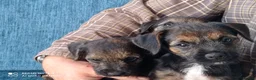 Border Terrier dogs for sale: Border terrier puppies  - Advert 3